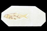 Bargain, Fossil Fish (Knightia) - Wyoming #176332-1